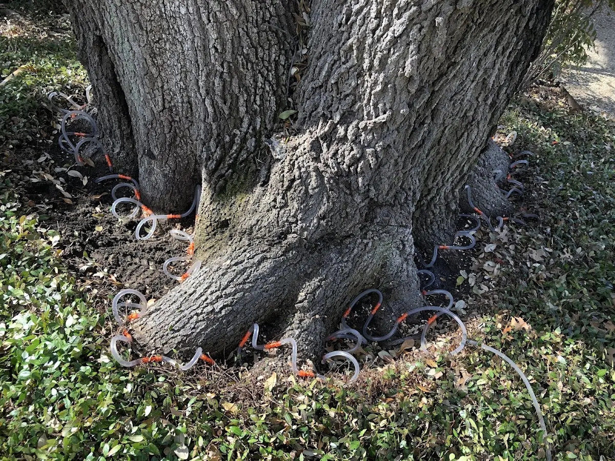 Detailed Tree Cabling and Bracing job site in Gerrardstown