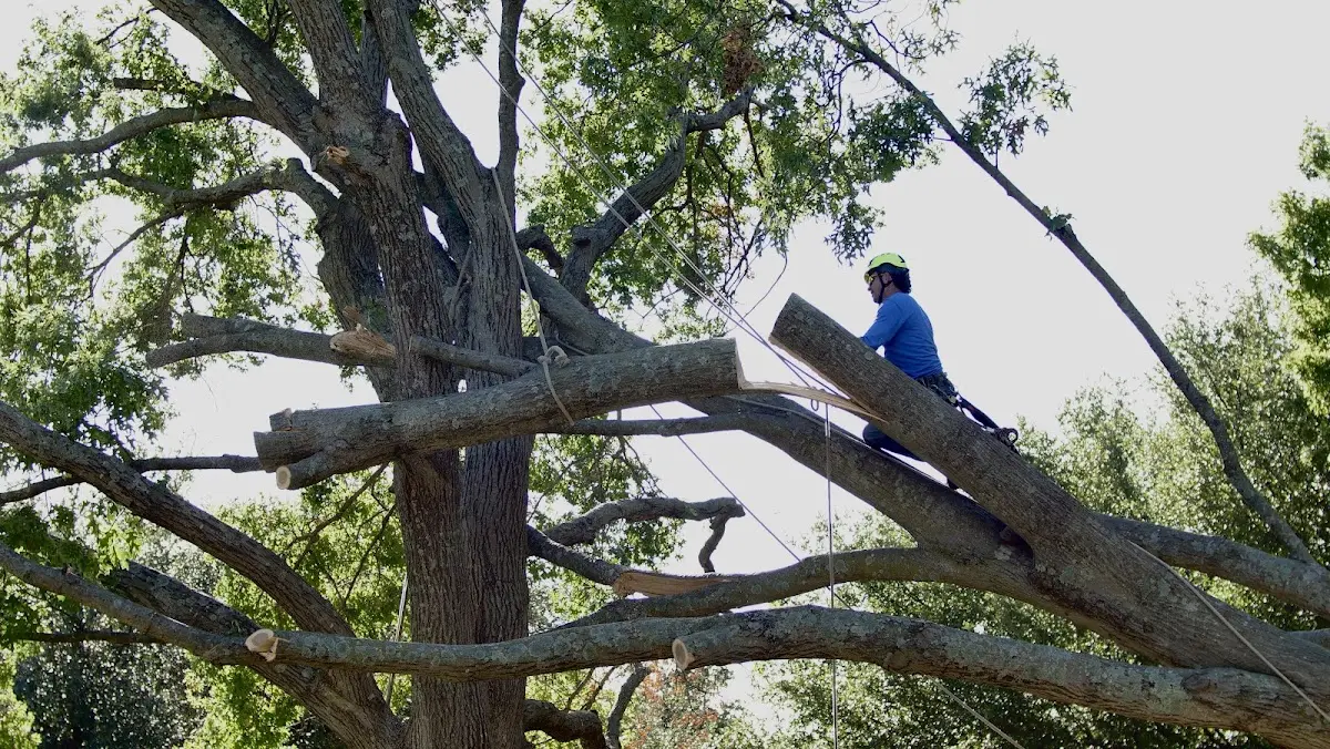 Professional Crown Thinning performed by certified arborists in Gerrardstown